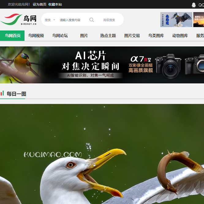 鸟网网站截图