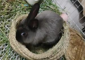 传销就是兔子专吃窝边草是什么意思