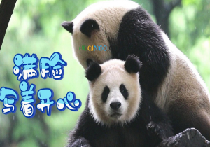 太好孝了是什么意思