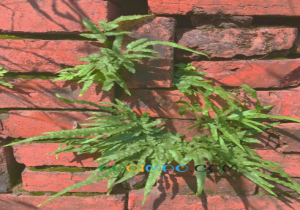 墙头草是什么意思
