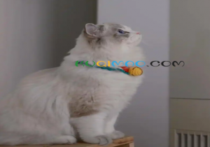 云养猫是什么意思
