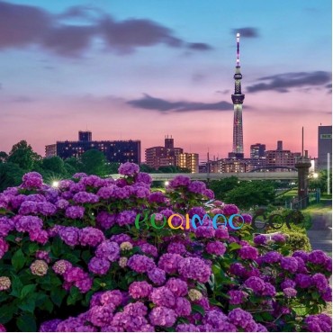 日本东京夜景浪漫指南：从经典地标到隐秘胜地