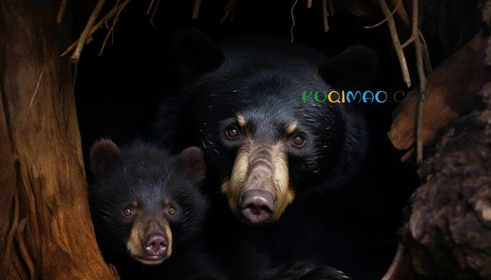 孕妇放牧时遭黑熊袭击装死脱险 头面部大面积撕裂