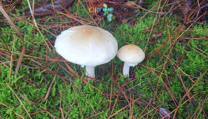 网红发文悼念去世婆婆 称她吃了邻居送的蘑菇中毒