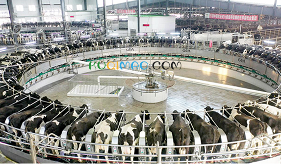 伊利获第五届中国质量奖提名奖