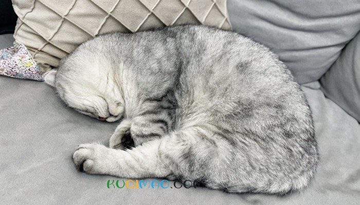 一上班就胸闷咳嗽,元凶竟是同事