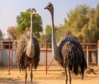 云南男子骑鸵鸟上路,跑得比电动车还快 云南男子骑鸵鸟上路,跑得比电动车还快