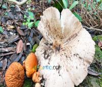 网红发文悼念去世婆婆 称她吃了邻居送的蘑菇中毒 网红发文悼念去世婆婆 称她吃了邻居送的蘑菇中毒