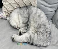 一上班就胸闷咳嗽,元凶竟是同事 一上班就胸闷咳嗽,元凶竟是同事