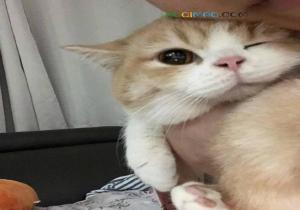 吸猫成瘾症是什么意思