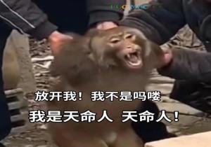 天命人是什么意思