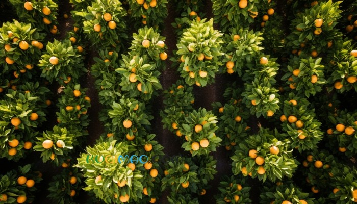 杭州现“话梅刺客”？两颗话梅售价128元引争议