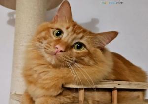 十橘九胖是什么意思