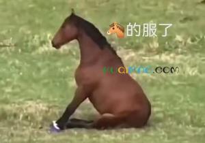 卡急马是什么意思