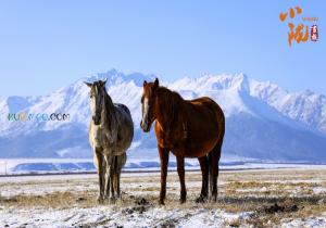 巳巳如意，福多顺意是什么意思