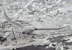 疯狂的鸽子是什么意思