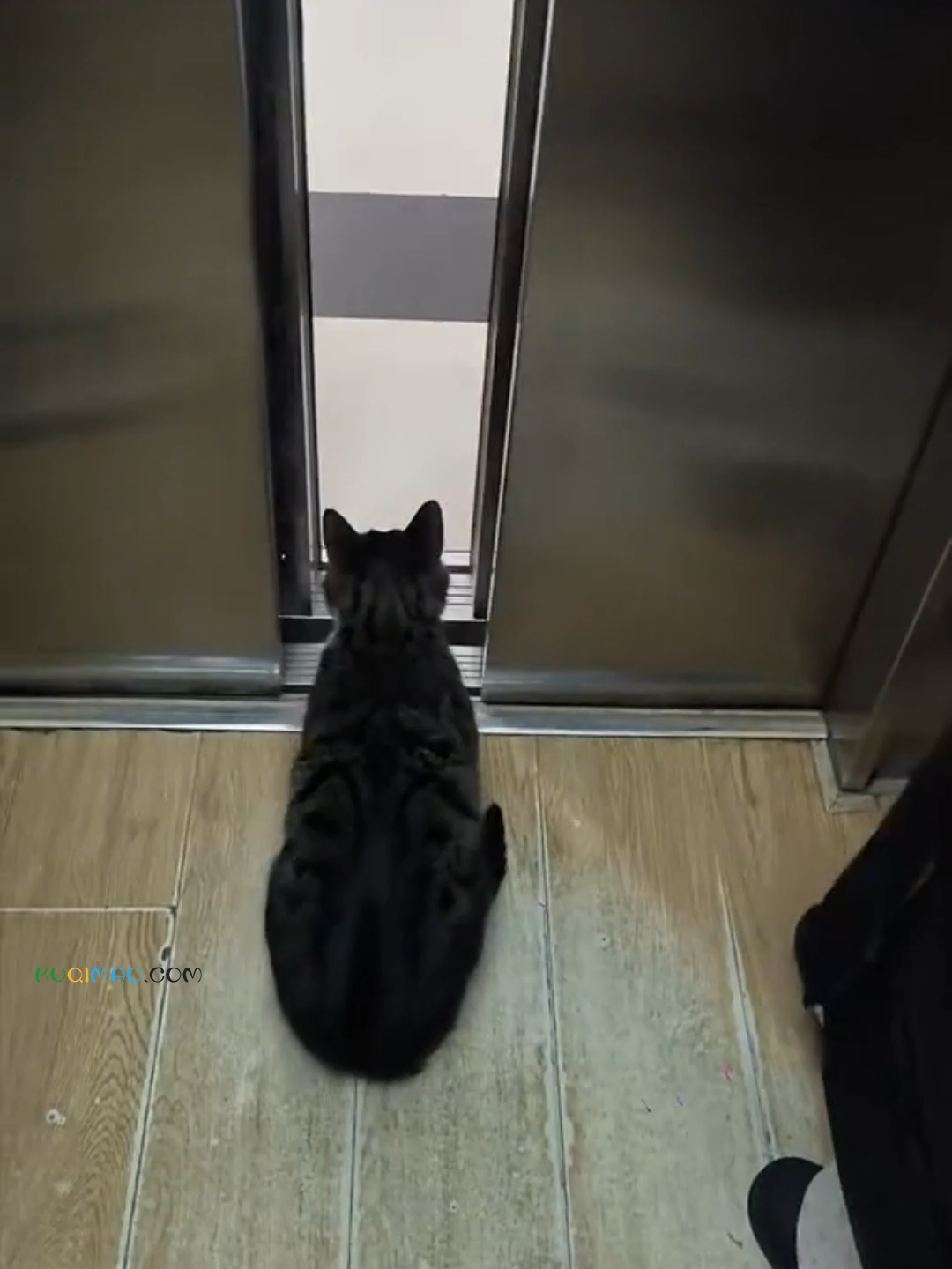 ‌外卖猫按电梯