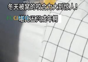 被子的咬合力是什么意思